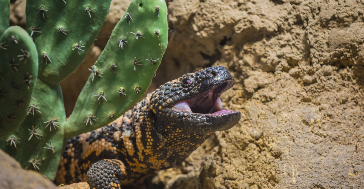 Gila monster (featured image)