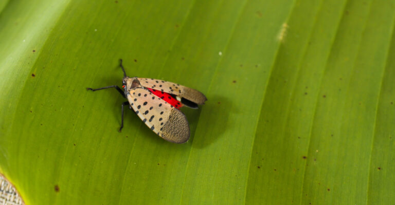 Spotted Lanternfly (featured image)