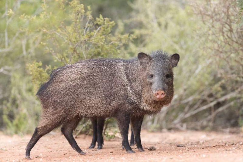 What To Do If Javelinas Keep Visiting What To Do If Javelinas Keep Visiting