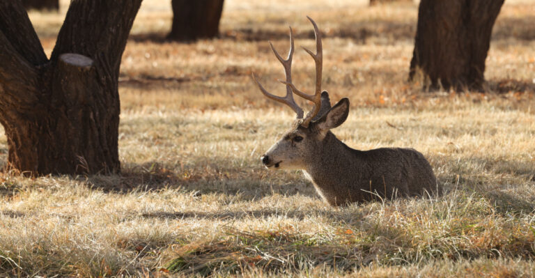 mule deer (featured image)
