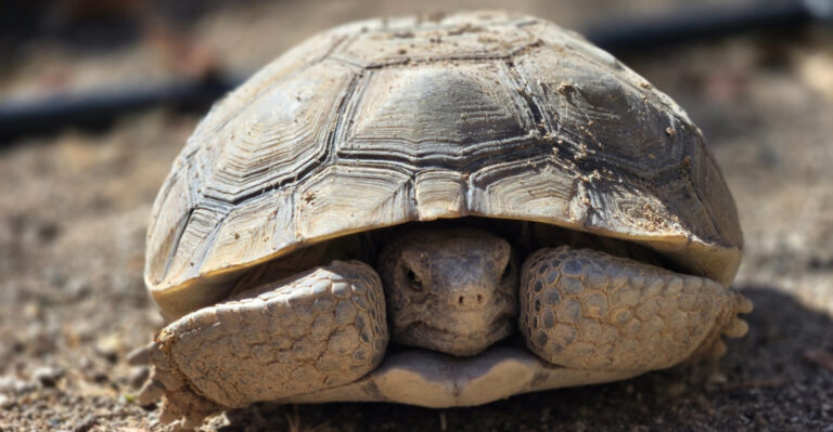 What To Do If You Find A Desert Tortoise In Your Arizona Yard