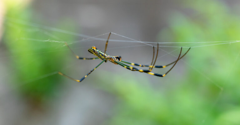 joro spider (featured image)