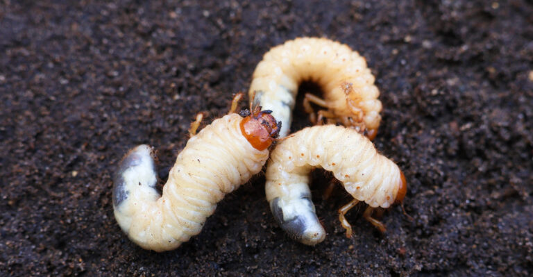 What To Do If You Find Grubs In Your Nebraska Lawn Before They Take Over Your Grass