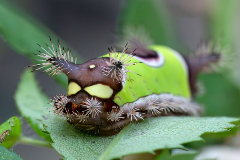 What To Do If You Find One On A Plant