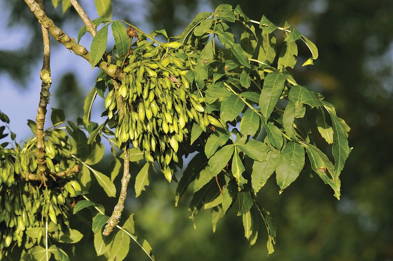 What To Do If You Have Ash Trees