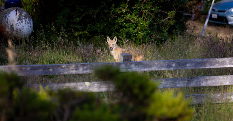 What To Do When Coyotes Start Showing Up In California Backyards
