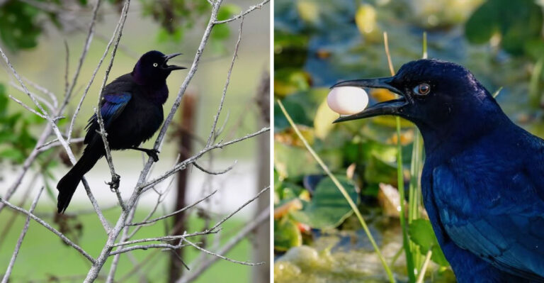 What To Do When Grackles Turn Texas Yard Trees Into A Nightly Roost