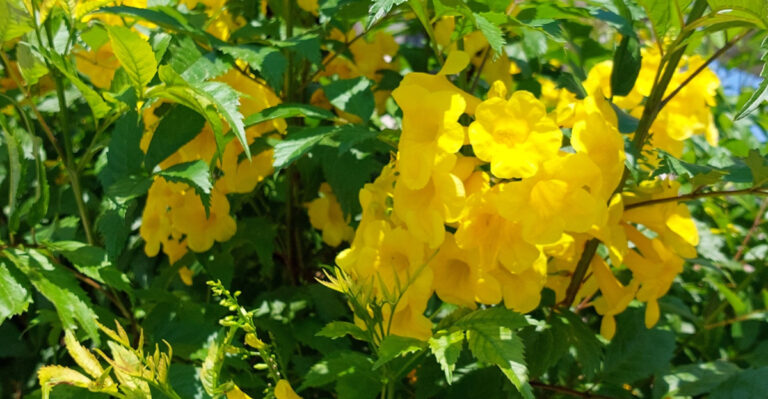What To Do With A Texas Esperanza In July For Blooms Through October