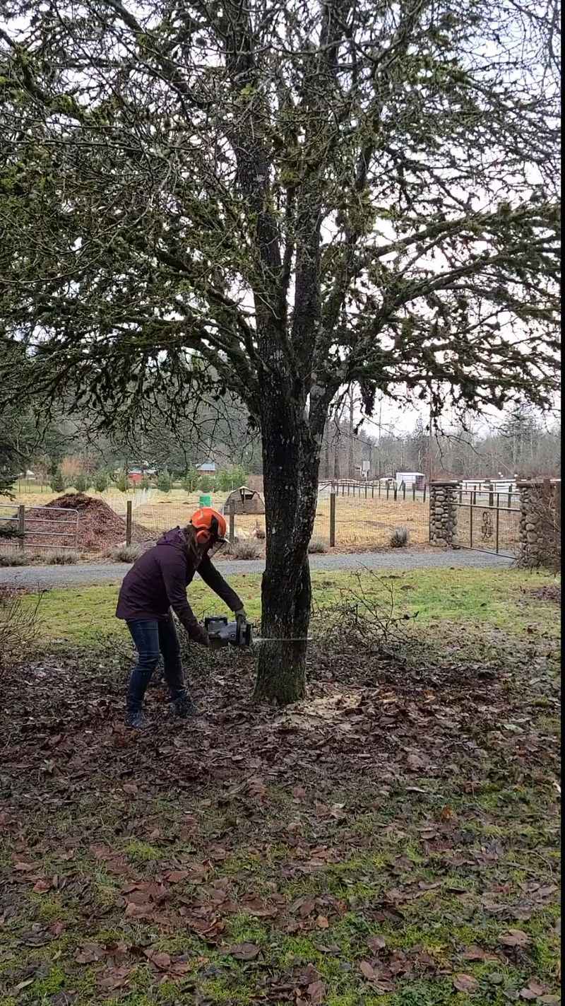 What To Do With An Existing Bradford Pear