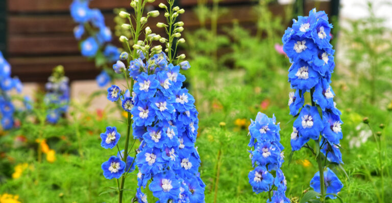 What To Do With Delphiniums After They Finish Flowering In Oregon