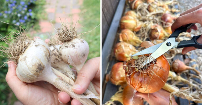 What To Do With Garlic And Onions After Harvest In Arizona