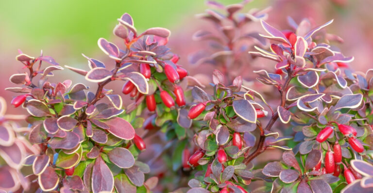 What To Do With Japanese Barberry Before New Jersey’s 2027 Sale Ban