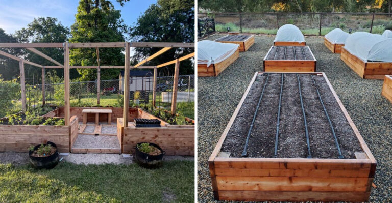 What To Do With Ohio Raised Beds In August So Fall Planting Is Effortless