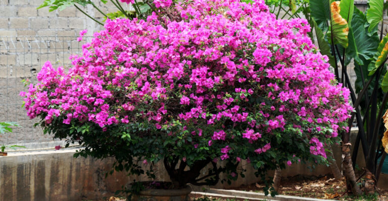 What To Do With Texas Bougainvillea In July So It Doesn’t Drop Every Leaf Before September