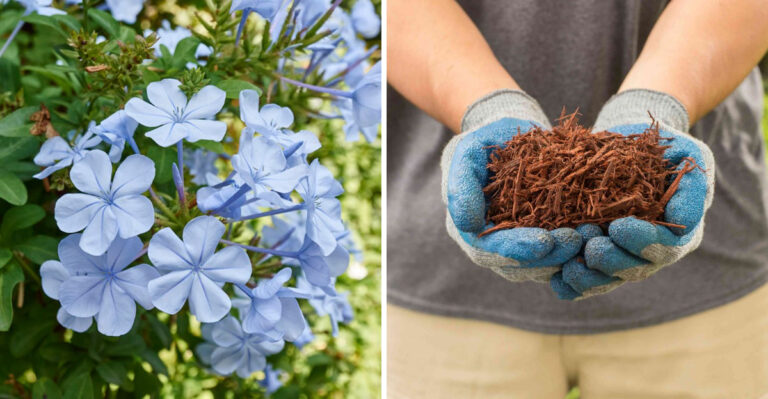 plumbago and mulch
