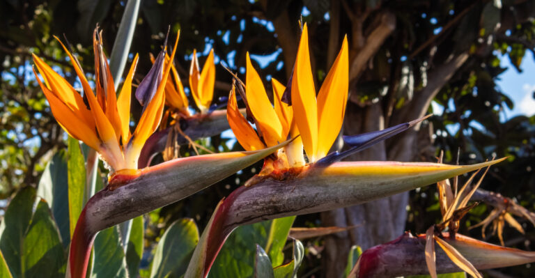 bird of paradise