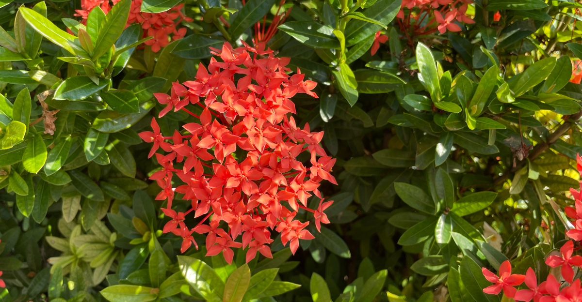 ixora