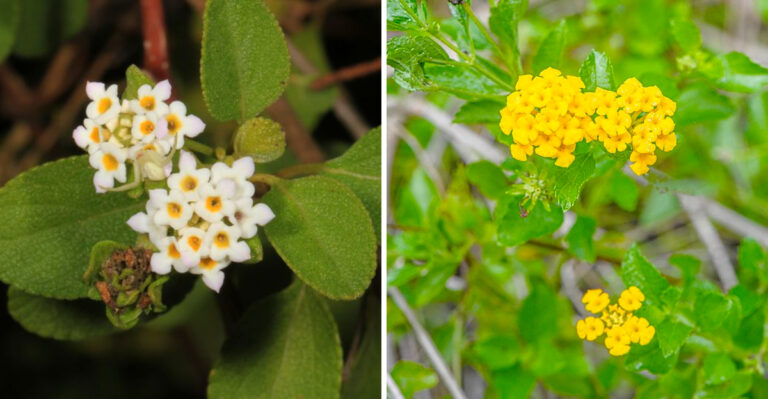 What To Do With Your Florida Lantana In July So It Stays Full All Summer