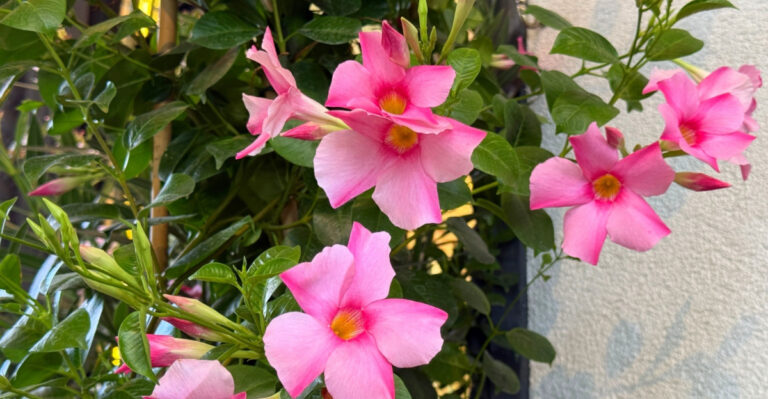 What To Do With Your Florida Mandevilla In July So It Covers The Fence