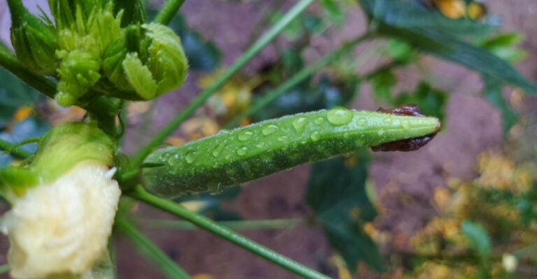 What To Do With Your Florida Okra In July Before The Heat Peaks