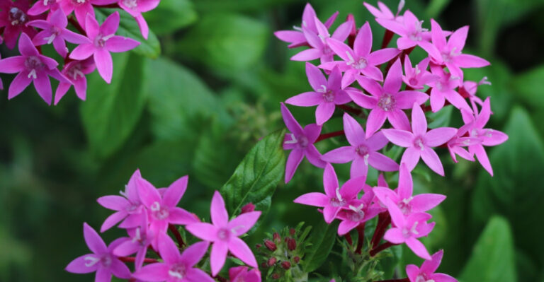 What To Do With Your Florida Pentas In July So They Bloom All Summer