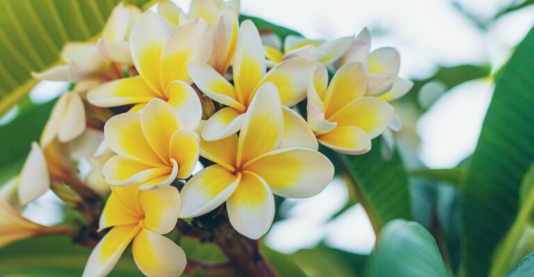 plumeria