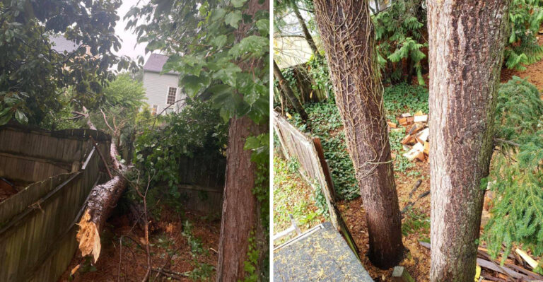 What To Know About Neighbor Tree Problems In North Carolina Before It Becomes A Problem