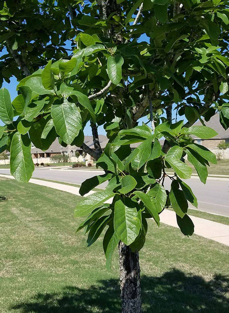 What To Know Before Adding One To Your Yard What To Know Before Adding One To Your Yard