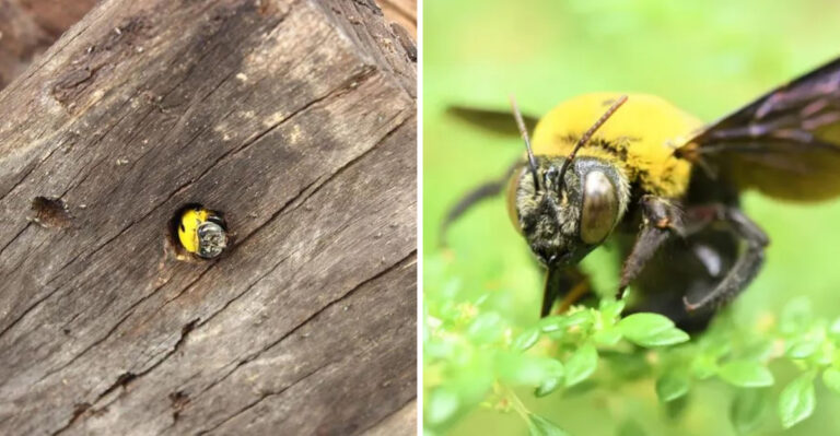 What To Place Near Wooden Structures When Carpenter Bees Start Hovering In Pennsylvania