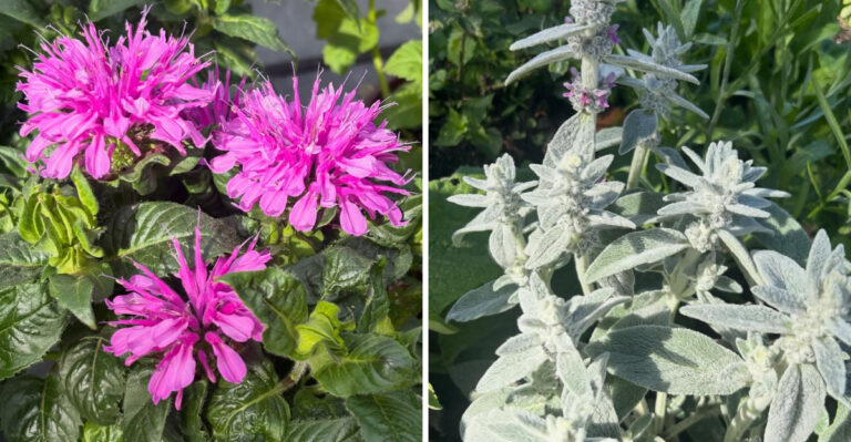 What To Plant In Georgia Gardens That Deer Usually Avoid