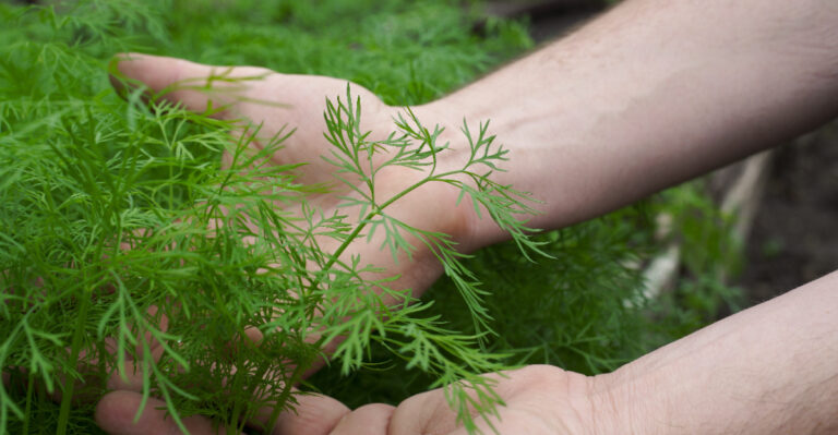 What To Plant In Oregon This July Before The Season Slips Away
