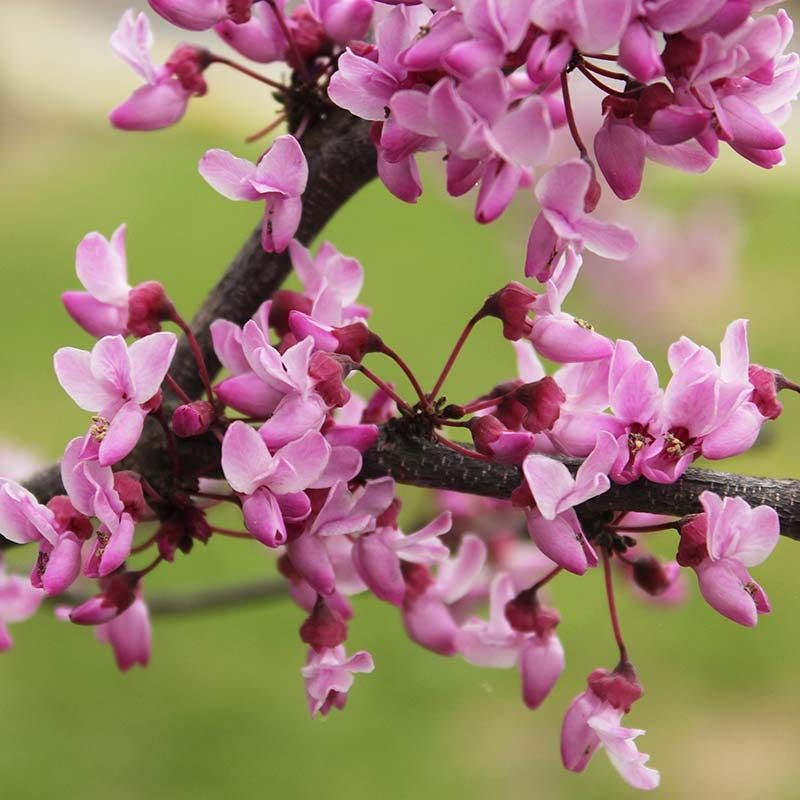 What To Plant Instead