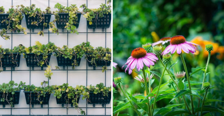 What To Water And What To Let Go Dormant In Nevada This Summer