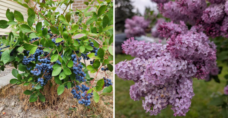 What To Water In Oregon This July, And What To Stop Worrying About Until Fall
