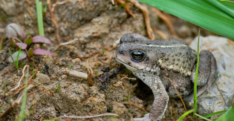 What Toads In Your Kentucky Garden Beds Reveal About Your Soil