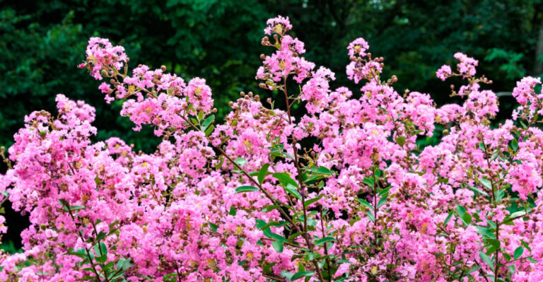 What Virginia Crape Myrtles Need Before July Is Over