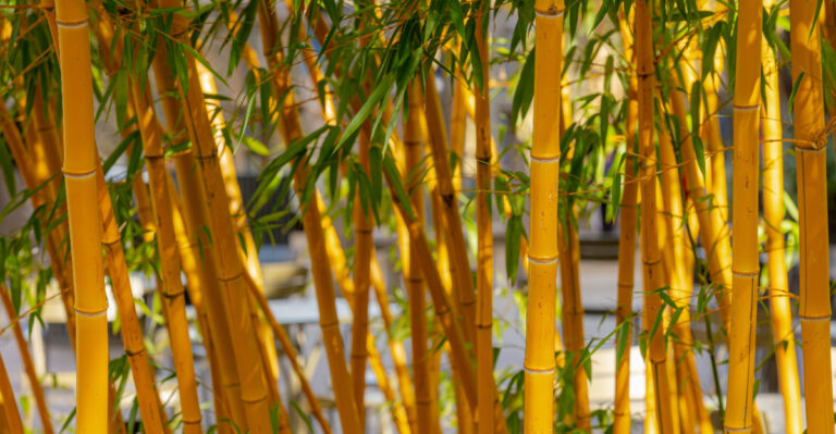 What Virginia Law Says About Neighbors’ Running Bamboo