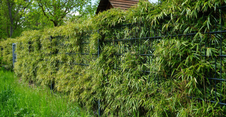 What Virginia’s Bamboo Rules Mean Before Rhizomes Spread Next Door