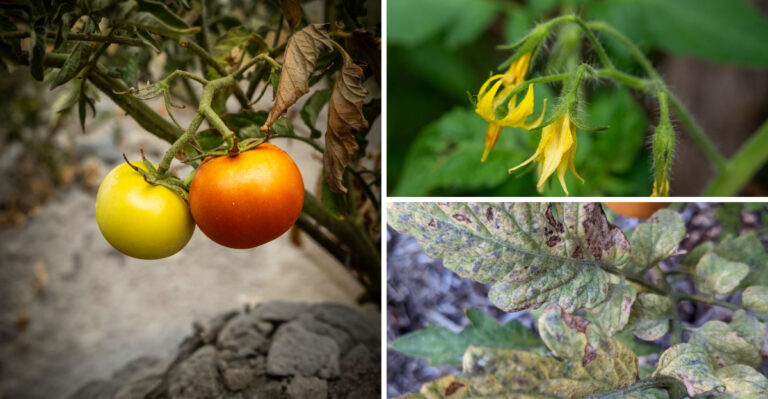 What Warm Overnight Temperatures Are Doing To Tennessee Gardens