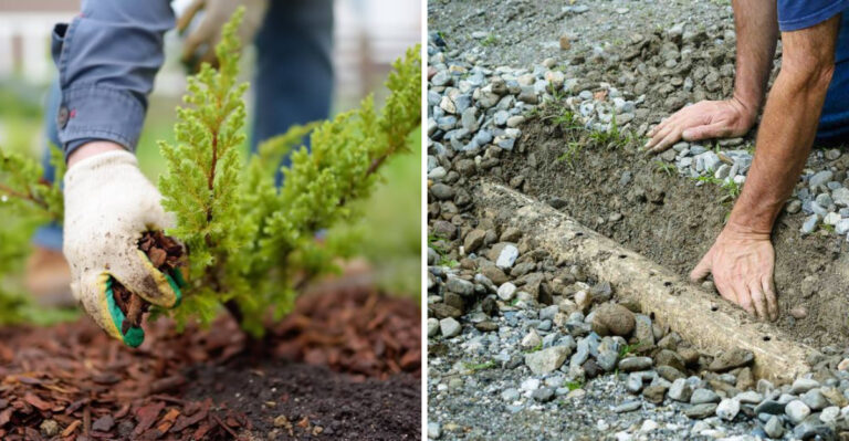 What West Texas Gardeners Should Do The Moment Monsoon Season Actually Starts