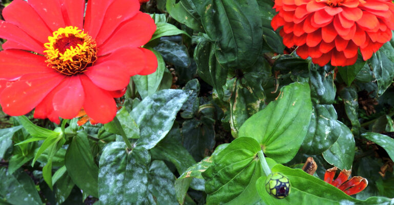 powdery mildew zinnia