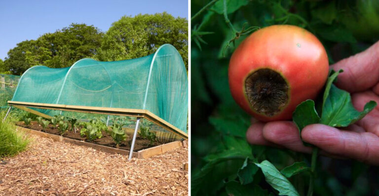What Willamette Valley Gardeners Should Do In July That Coastal Oregon Homeowners Skip