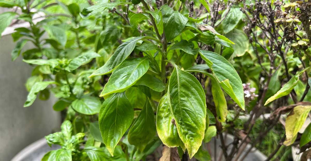 wilting basil