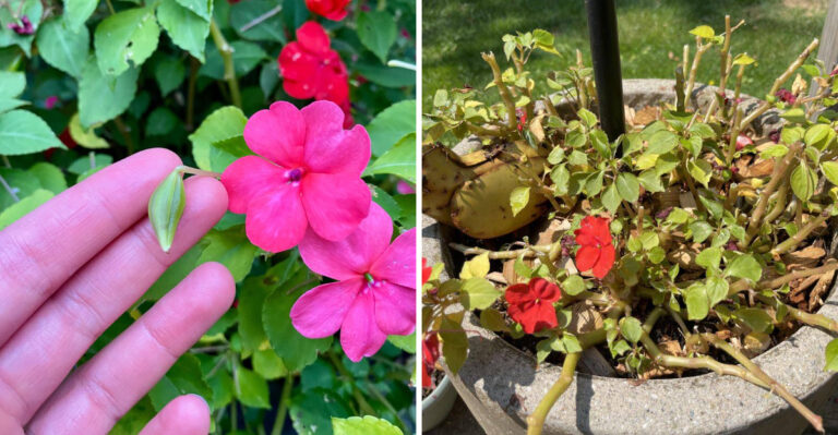 What Wilting Impatiens In North Carolina Shade Gardens Really Means After Heavy Rain