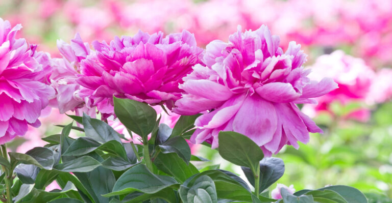 What Wisconsin Peonies Need This July If You Want Them To Bloom Again Next Year