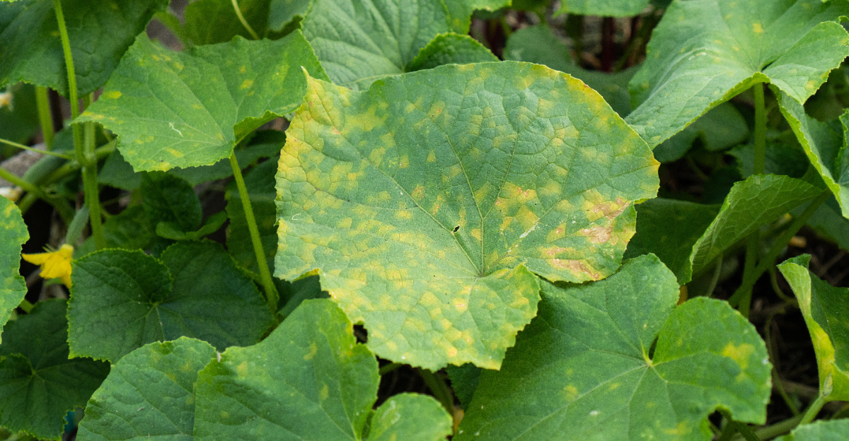 yellow cucumber leaves