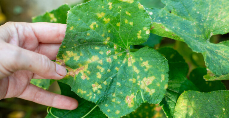 yellow spotted cucumber leaf