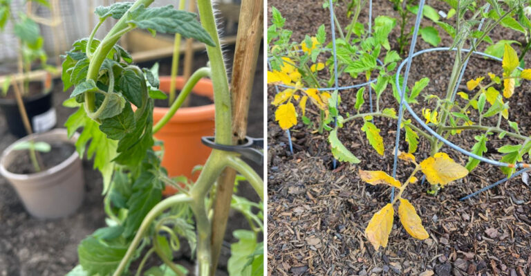 What Yellow Leaves On Your Michigan Tomatoes In July Really Mean And How To Fix Them