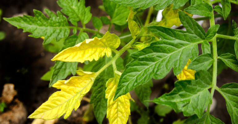 yellowing tomato leaves