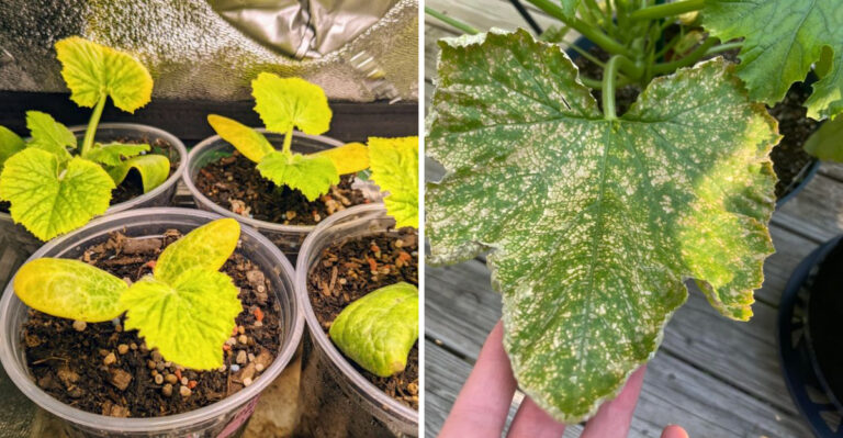 What Yellow Squash Leaves In North Carolina Are Signaling Before Powdery Mildew Gets A Foothold